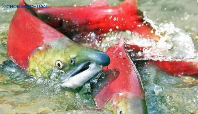 cá hồi đỏ
